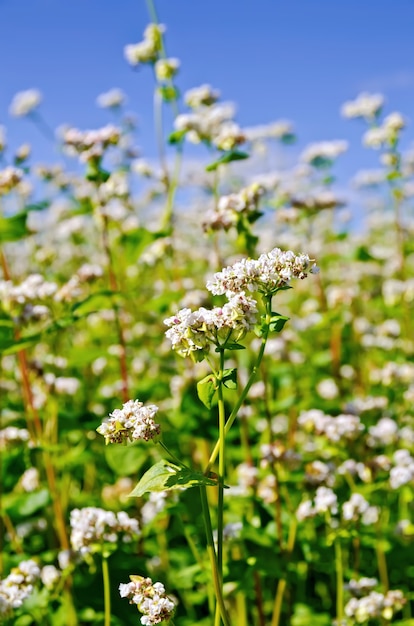 Weiße Blumen des Buchweizens auf dem Hintergrund der grünen Blätter und des blauen Himmels