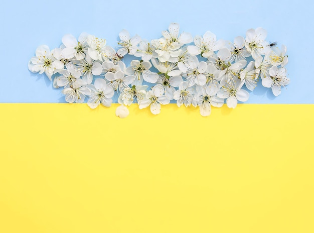 Weiße Blumen des Kirschbaums auf hellem blauem und gelbem Papierhintergrund