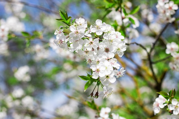 Weiße Blumen des Kirschbaums gegen blauen Himmel