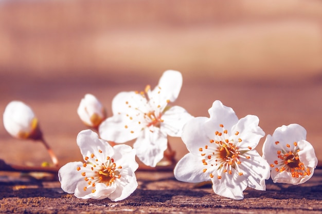 weiße Blumen des Obstbaumes auf dem Tisch schließen oben