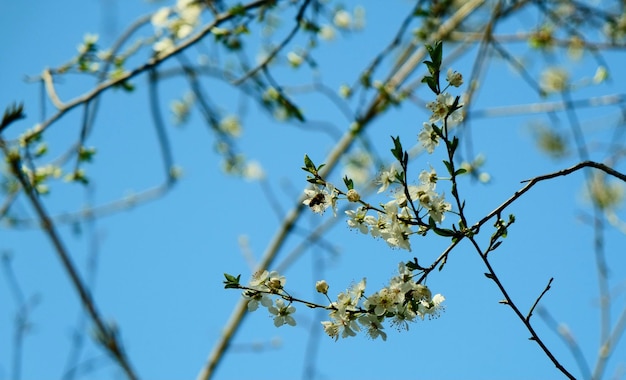 Weiße Blumen, die aus Ästen erblühen