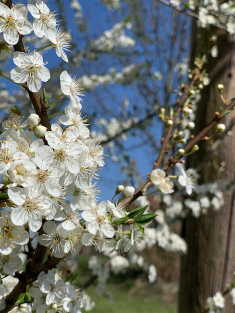 Weiße Blumen, die aus Ästen erblühen