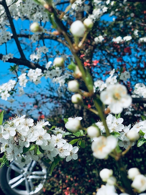 Weiße Blumen, die aus Ästen erblühen