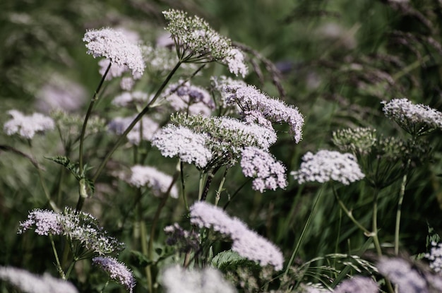 Weiße Blumen, die im Frühling oder Sommer blühen, natürlicher Vintage-Hintergrund
