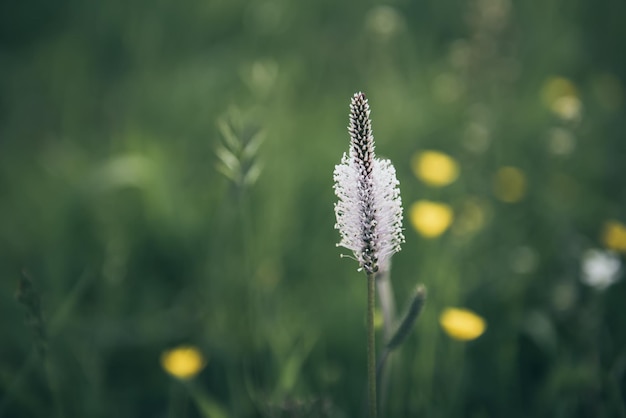 Weiße Blumen, die im Frühling oder Sommer blühen, natürlicher Vintage-Hintergrund