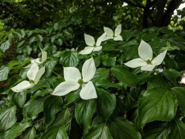 Weiße Blumen, die in einem Busch zwischen üppigem grünem Laub schlüpfen