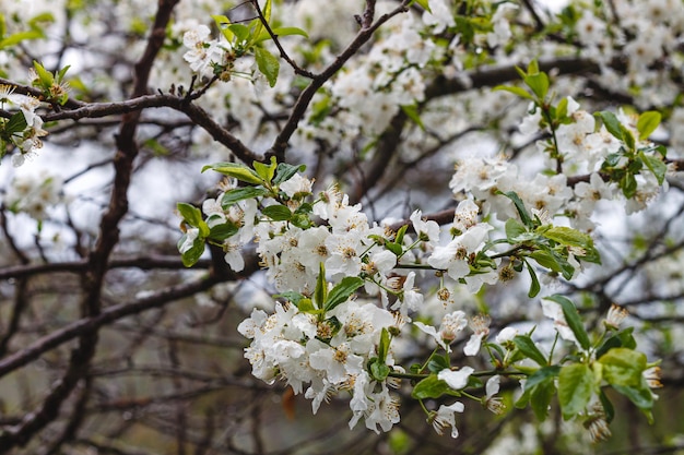 Weiße Blumen eines süßen Prunus des Mandelbaums