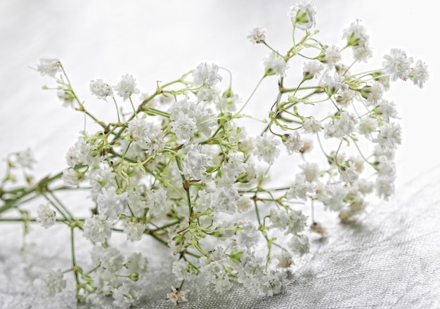 Weiße Blumen getrennt auf Weiß