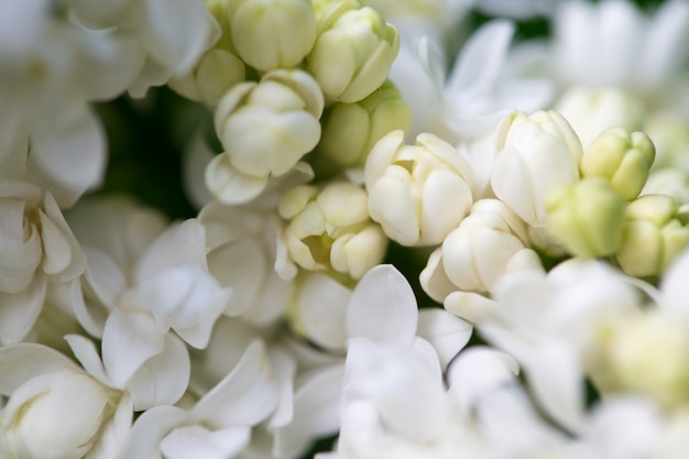 Weiße Blumen hautnah auf unscharfem Hintergrund