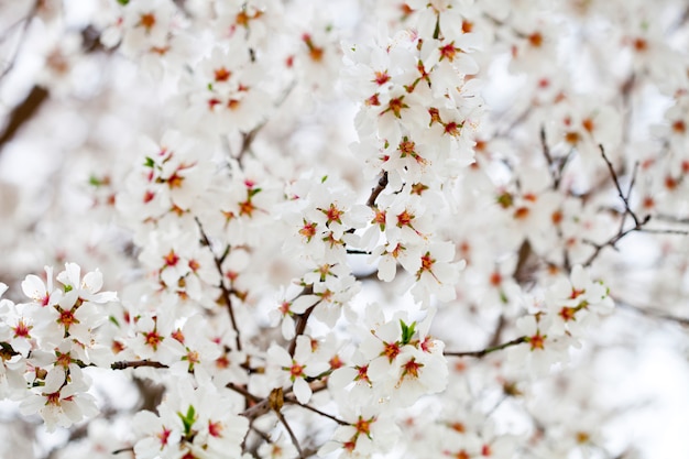 Weiße blumen hintergrund.