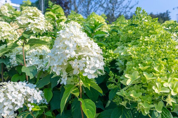 Weiße Blumen Hortensie. Natürlicher Blumenhintergrund für Tapete, Postkarte, Abdeckung, Fahne. Hochzeitsdekoration. Schöner Strauß. Großblättrige Hortensie.