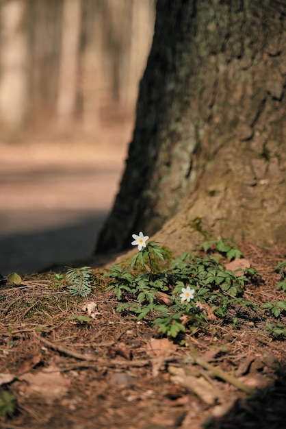 Weiße Blumen im Wald Sonnenlicht auf frischen Schösslingen in der Nähe von Baumstämmen