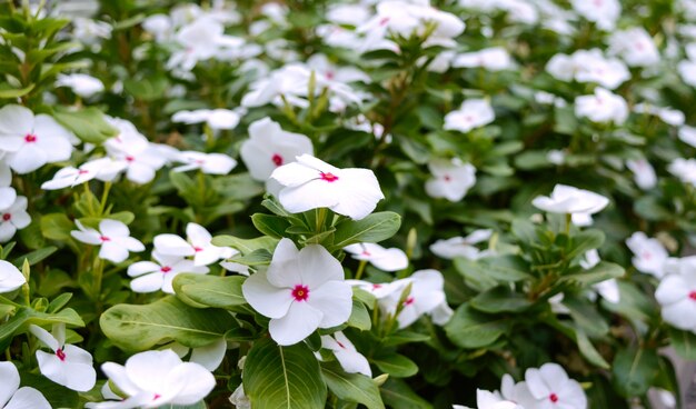 Weiße Blumen immergrün im Garten. Schöne Blumenbeete mit blühenden Sträuchern.