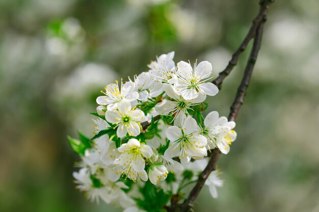 Weiße Blumen in Blüten