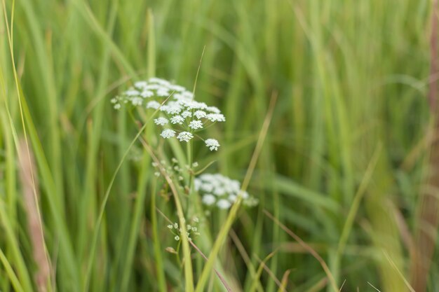 Weiße Blumen in einem Feld an einem Sommertag. Die Zusammensetzung der Natur