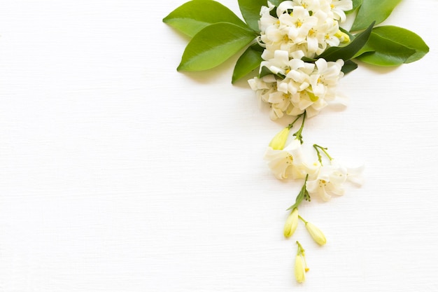 weiße Blumen Jasmin Arrangement flach im Postkartenstil