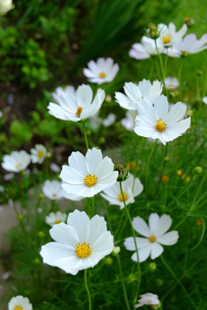 Weiße Blumen Kosmos Makro blühen