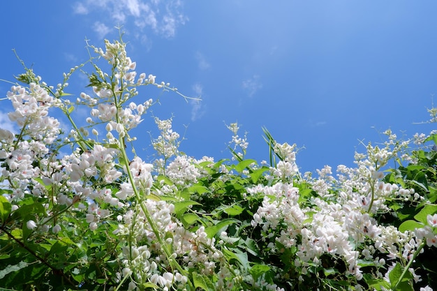 Weiße Blumen Mexikanische Schlingpflanze Korallenrebe