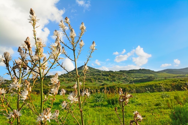 Weiße Blumen mit grünen Hügeln im Hintergrund in Sardinien Italien