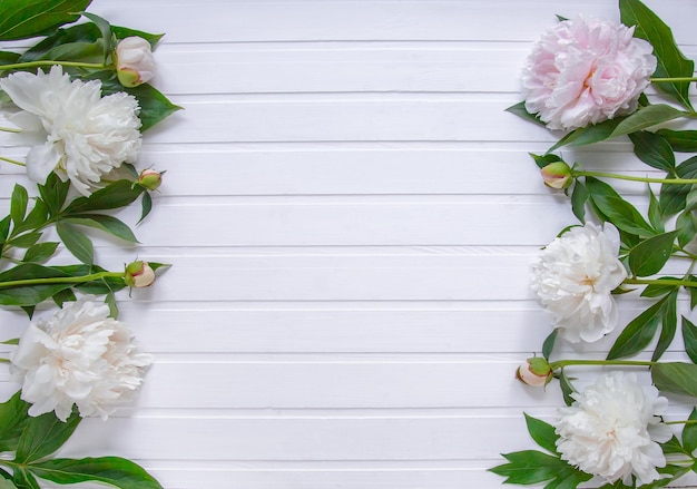 Weiße Blumen Pfingstrosen mit Platz für Text auf rosa Hintergrund Pfingstrosen-Blume-Textur Flache Ansicht von oben