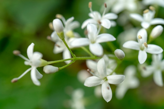 Weiße Blumen - selektiver Fokus - Hintergrund für eine Grußkarte.