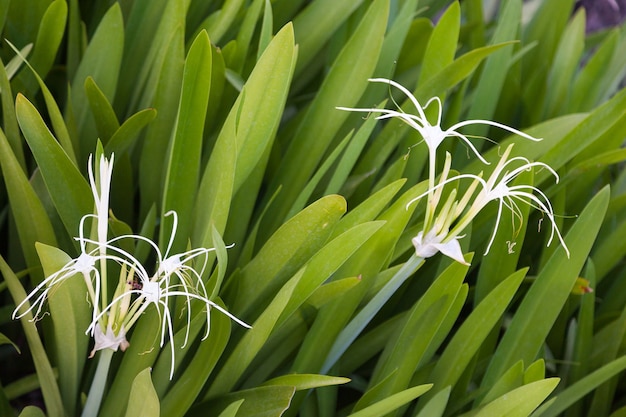 Weiße Blumen und Bäume, lang und schlank.