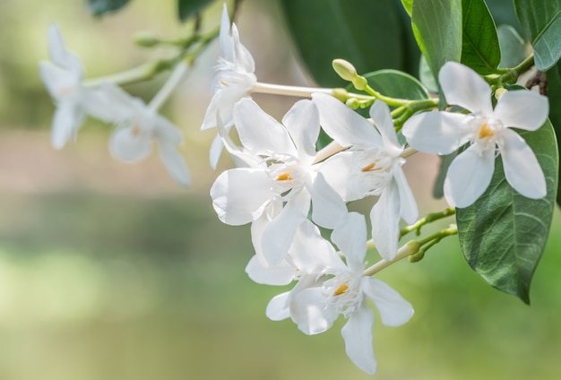 Weiße Blumen, Wrightia antidysenterica, Korallenstrudel.