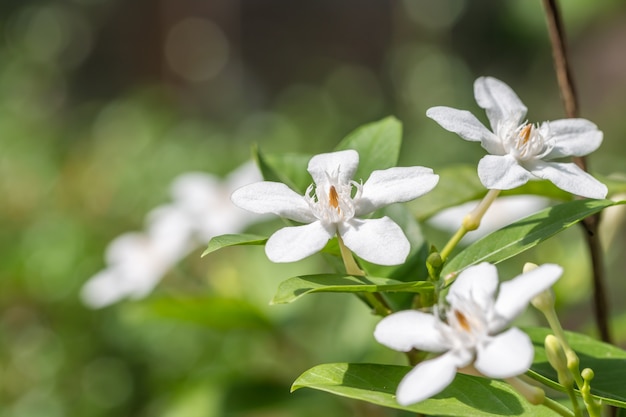 Weiße Blumen, Wrightia antidysenterica, Korallenstrudel.