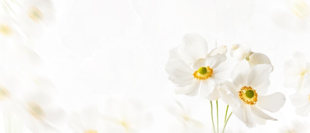 Weiße Blumenanemone Honorine Jobert auf einem sanften weichen weißen Hintergrund