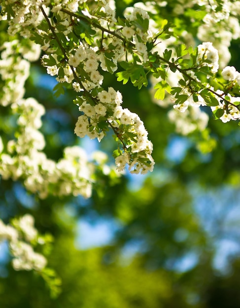 Weiße Blumenblüte bei Sonnenschein im Garten am Birnbaum, Mai,