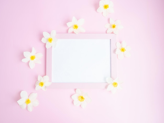 Weiße Blumennarzissen liegen auf einem rosa Hintergrund um einen rosa leeren Rahmenkopienraum