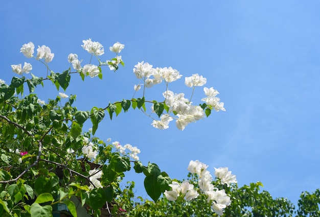 Weiße Bougainvillea-Blumen, die in Nha Trang Vietnam wachsen