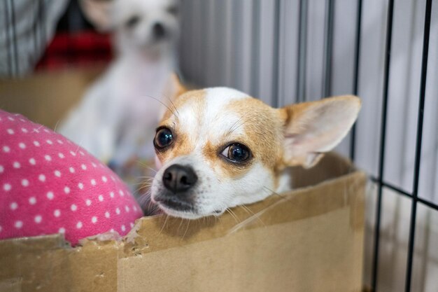 Weiße braune Chihuahua des Welpen starrten in die Kiste