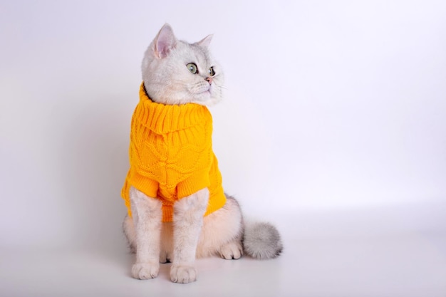 Weiße britische Katze in einem gelben Pullover sitzt auf einem weißen Hintergrund