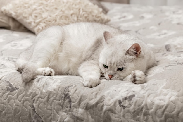 Weiße britische Katze schläft auf dem Bett. Wie man eine Katze vom Bett entwöhnt. Silbernes Chinchilla. Katzenrasse. Foto