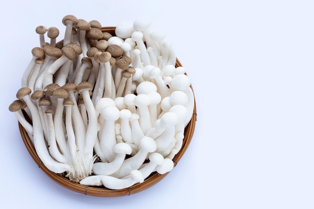 Weiße Buchenpilze Shimeji-Pilz Speisepilz auf weißem Hintergrund