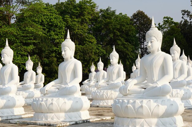 weiße Buddha-Statuen sind in schönen Reihen angeordnet