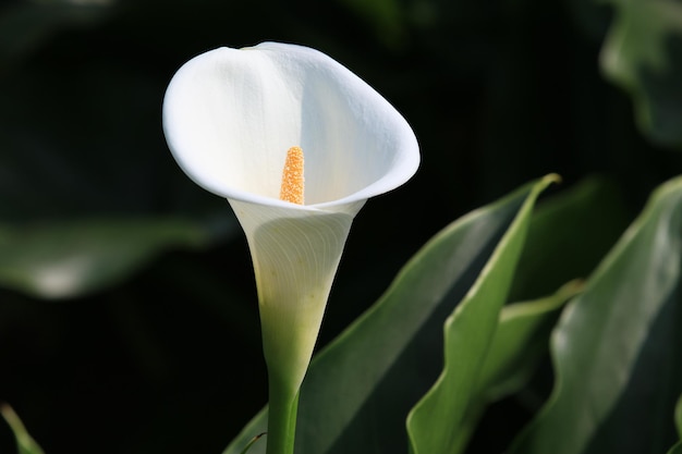 Foto weiße calla-lilie oder arum-lilie oder goldene calla-blume blüht im garten