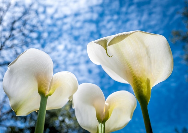 Weiße Calla-Lilien von unten gesehen