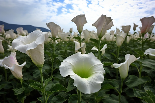 Weiße Calla-Lilienblüten blühen im Garten Thailand