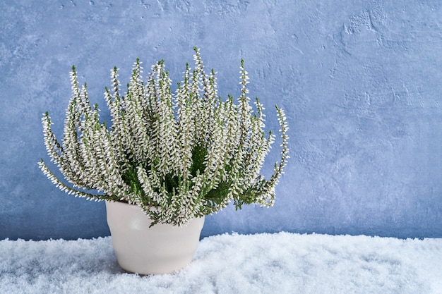 Weiße Calluna gemein oder gemeine Heide blüht im Blumentopf auf Blau.