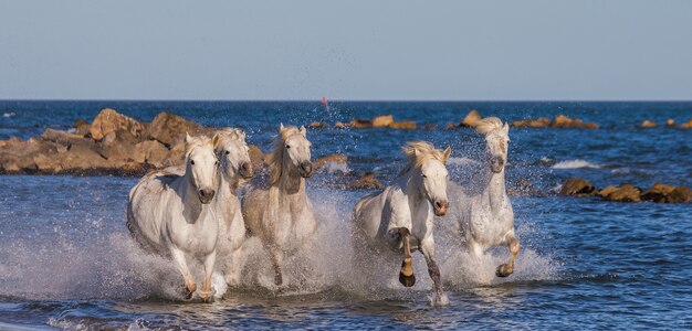 Weiße Camargue-Pferde galoppieren am Meeresstrand entlang