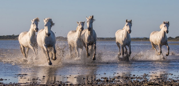 Weiße Camargue-Pferde galoppieren am Meeresstrand entlang