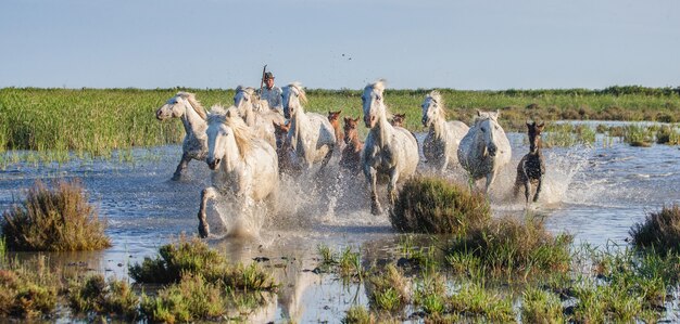 Weiße Camargue-Pferde rennen im Naturschutzgebiet der Sümpfe