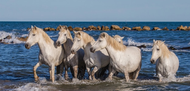 Weiße Camargue-Pferde stehen am Meeresstrand