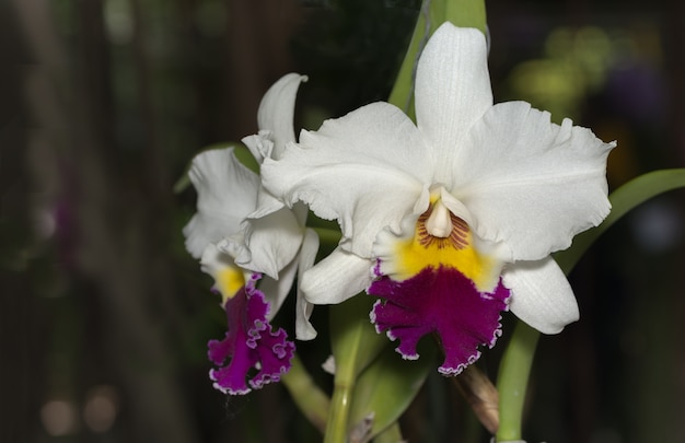 weiße Cattleya Orchideenblüte