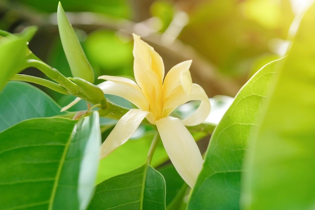 Weiße Champaka-Blumen und grüne Blätter mit Sonnenlicht