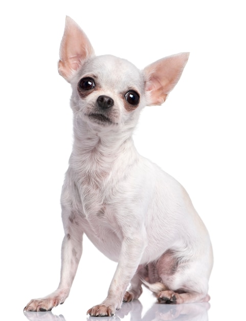 Weiße Chihuahua mit 3 Jahren.