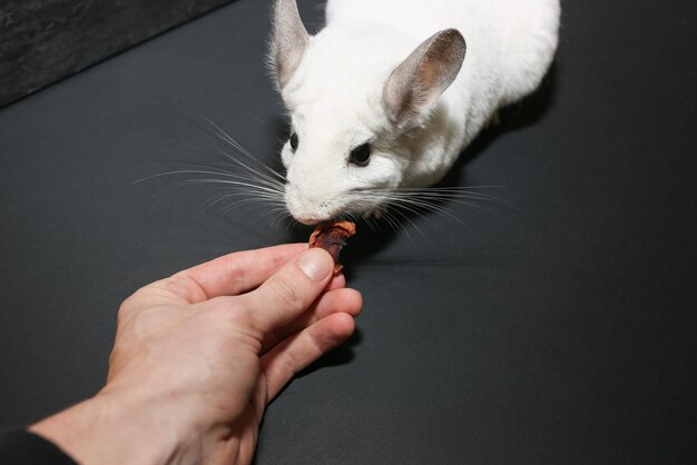 Weiße Chinchilla isst trockenen Apfel Süßes, flauschiges Haustier