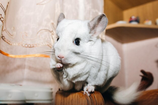 Weiße Chinchilla sitzt am Fenster Süßes Haustier